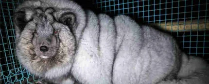 Un zorro con sobrepeso para obtener piel de mayor calidad Un zorro con sobrepeso para obtener piel de mayor calidad