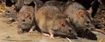 Ratas