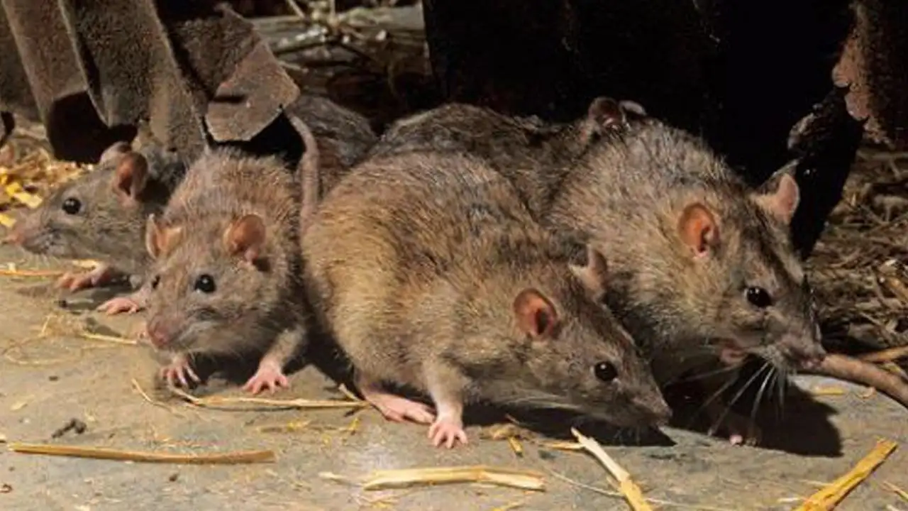 Ratas Ratas