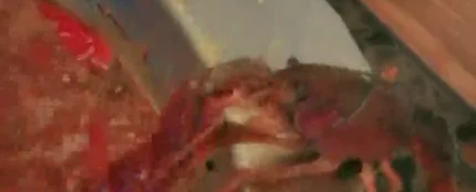 Un cangrejo se arranca su pinza para sobrevivir a una olla hirviendo Un cangrejo se arranca su pinza para sobrevivir a una olla hirviendo
