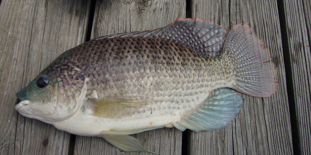 Tilapia, el pez utilizado en la reconstrucción