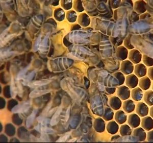 Un matrimonio octogenario, en estado grave tras recibir más de 2.000 picaduras de abejas en Ávila Un matrimonio octogenario, en estado grave tras recibir más de 2.000 picaduras de abejas en Ávila