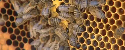 Un matrimonio octogenario, en estado grave tras recibir más de 2.000 picaduras de abejas en Ávila Un matrimonio octogenario, en estado grave tras recibir más de 2.000 picaduras de abejas en Ávila