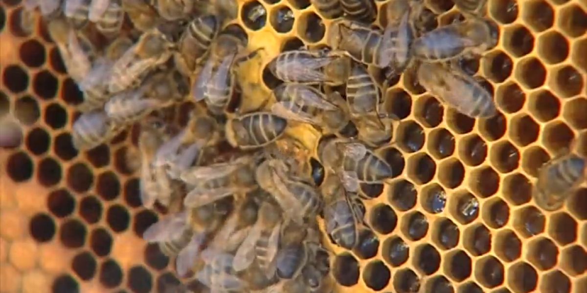 Un matrimonio octogenario, en estado grave tras recibir más de 2.000 picaduras de abejas en Ávila