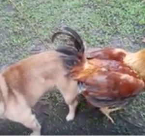 Un perro y un gallo Un perro y un gallo