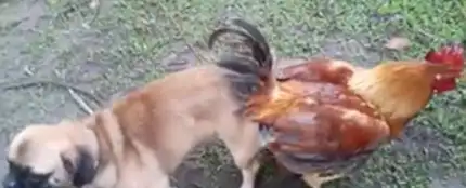 Un perro y un gallo Un perro y un gallo