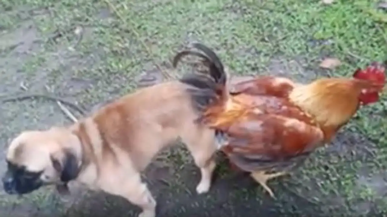 Un perro y un gallo Un perro y un gallo