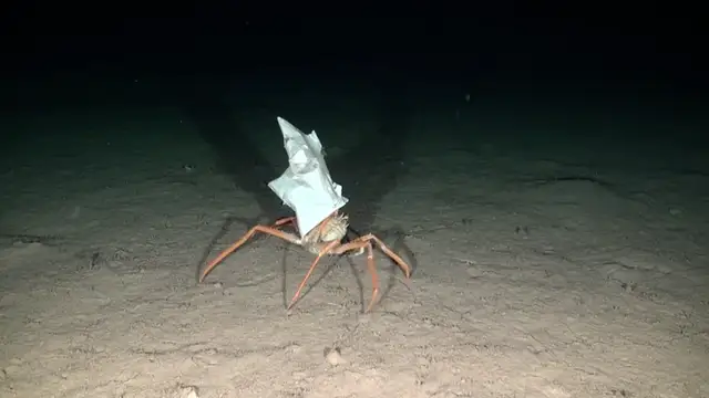 Lucha mundial contra los residuos marinos: "en 2050 habrá más plásticos que peces en el océano"