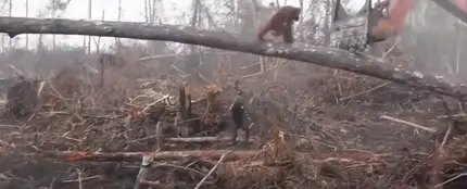 Un orangután ataca a una excavadora ilegal que amenaza su hábitat en la isla de Borneo</p> Un orangután ataca a una excavadora ilegal que amenaza su hábitat en la isla de Borneo</p>