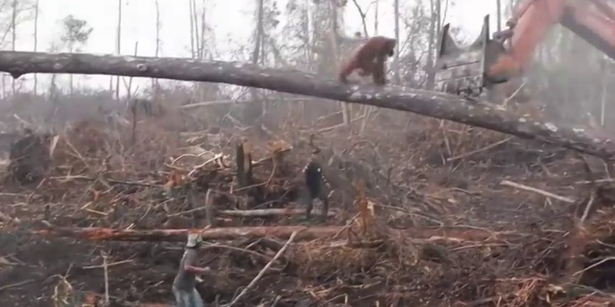 Un orangután ataca a una excavadora ilegal que amenaza su hábitat en la isla de Borneo</p>