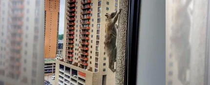La increíble proeza del mapache escalador 'Raccoon' y otros animales con historias que se volvieron virales La increíble proeza del mapache escalador 'Raccoon' y otros animales con historias que se volvieron virales