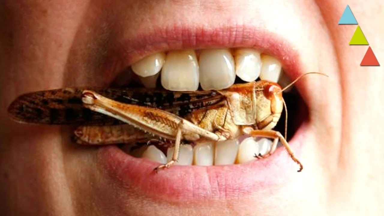 Los INSECTOS que comerás este 2018 Hazte la lista