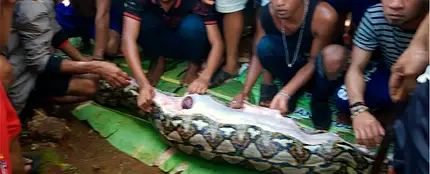 Vecinos junto con la pitón que tenía en su interior a la mujer indonesia Vecinos junto con la pitón que tenía en su interior a la mujer indonesia