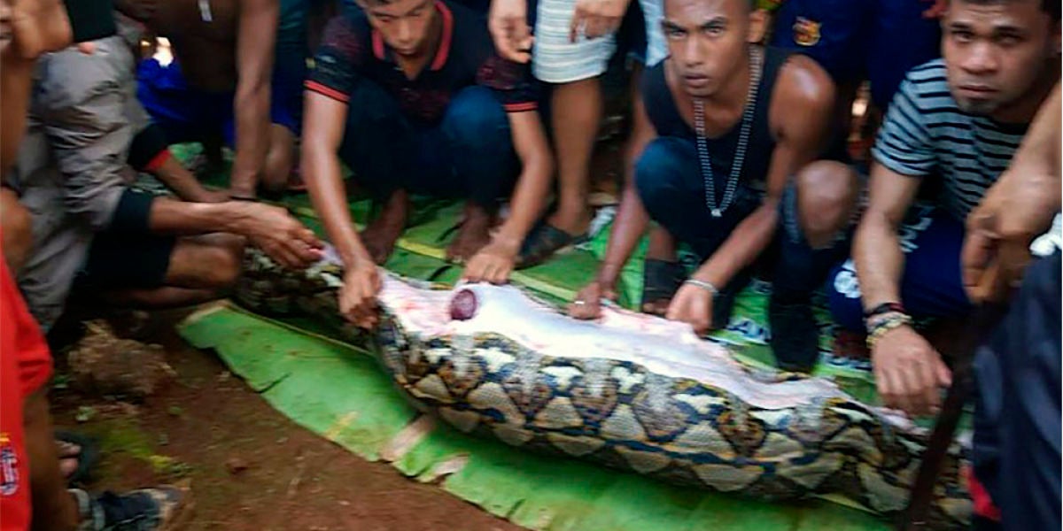 Vecinos junto con la pitón que tenía en su interior a la mujer indonesia