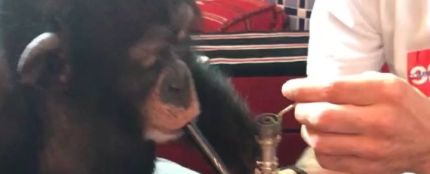 El youtuber Vitaly Zdorovetskiy hace fumar a un mono