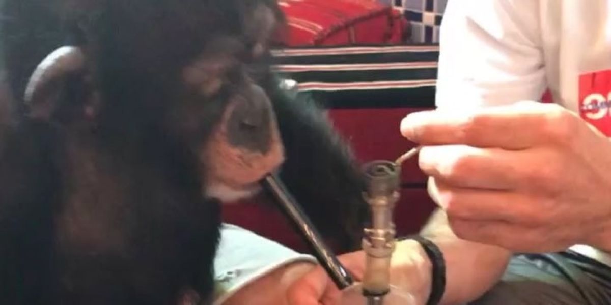El youtuber Vitaly Zdorovetskiy hace fumar a un mono