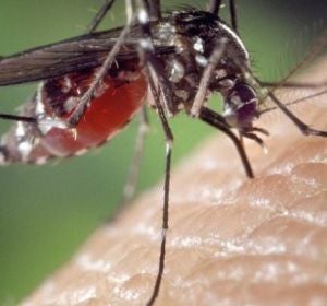 Mosquito Mosquito