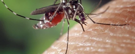Mosquito Mosquito