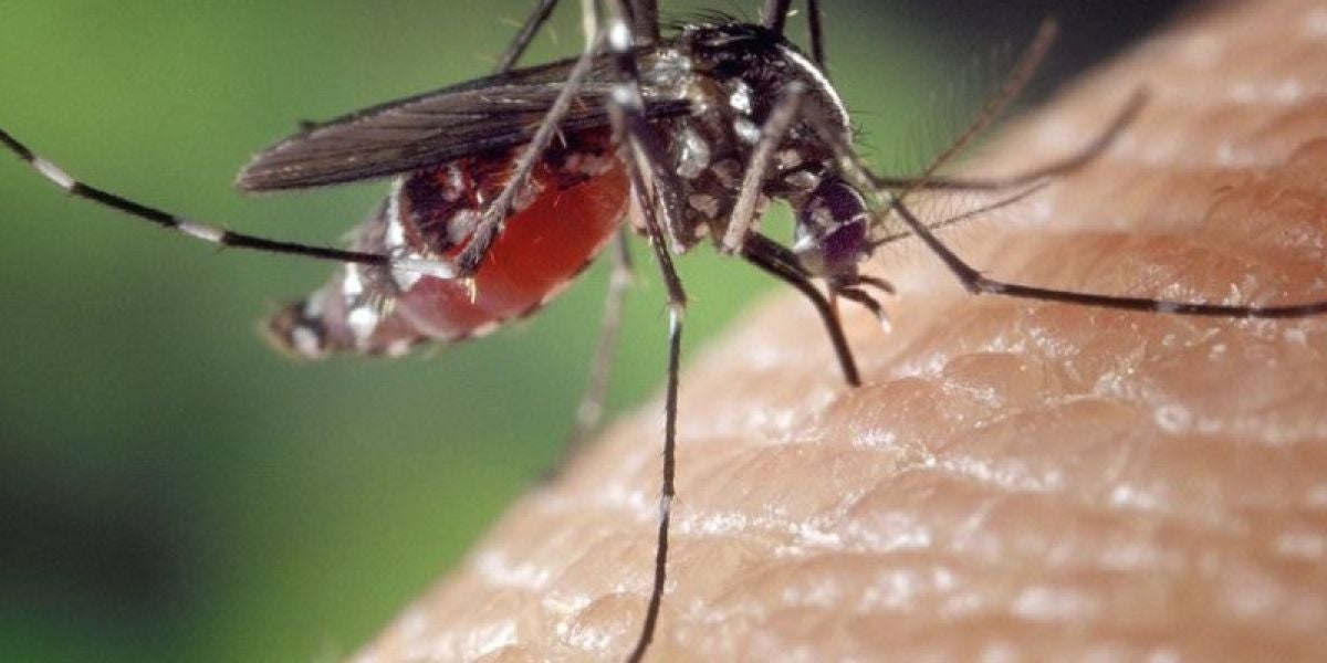 Mosquito