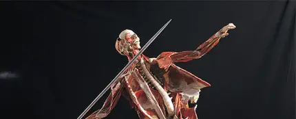 Exposición Body Worlds Vital Exposición Body Worlds Vital