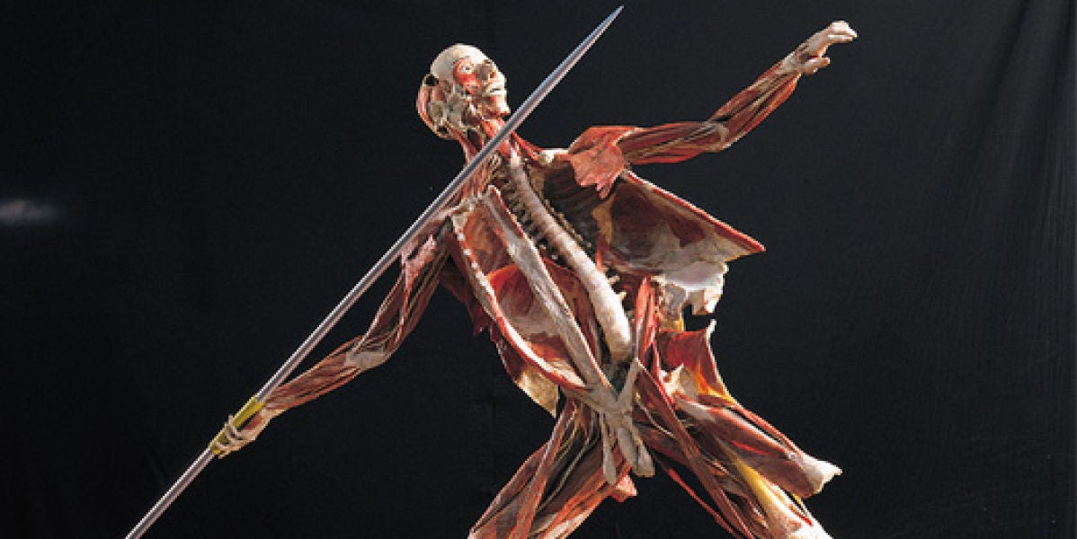 Exposición Body Worlds Vital