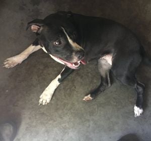 Uno de los pitbull que encerraron con los gatos Uno de los pitbull que encerraron con los gatos