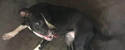 Uno de los pitbull que encerraron con los gatos Uno de los pitbull que encerraron con los gatos
