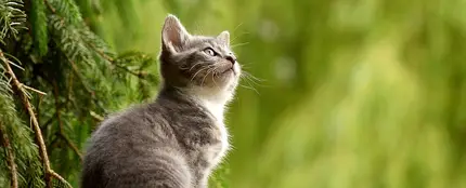 Detenida una mujer por envenenar a perros y a gatos en Murcia Detenida una mujer por envenenar a perros y a gatos en Murcia
