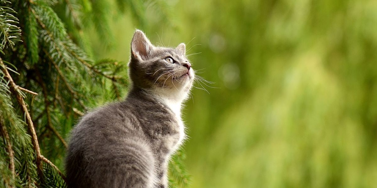 Detenida una mujer por envenenar a perros y a gatos en Murcia