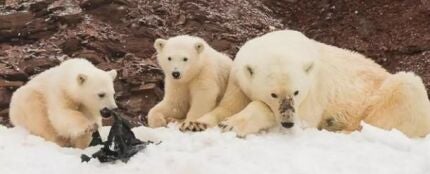 Las consecuencias de la contaminación en el Ártico: osos polares juegan con residuos plásticos 