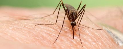 Mosquitos invasores: así es como el cambio climático favorece su llegada