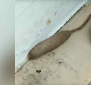 Un gusano cola de rata gigante Un gusano cola de rata gigante