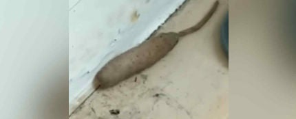 Un gusano cola de rata gigante