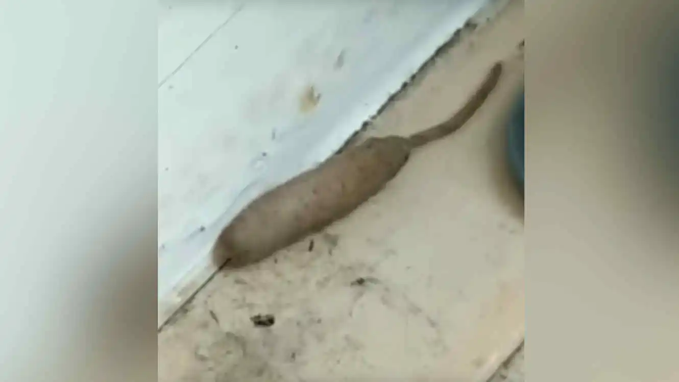 Un gusano cola de rata gigante Un gusano cola de rata gigante