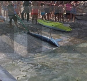 El tiburón retirado de la playa de Mallorca El tiburón retirado de la playa de Mallorca