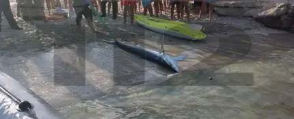 El tiburón retirado de la playa de Mallorca El tiburón retirado de la playa de Mallorca