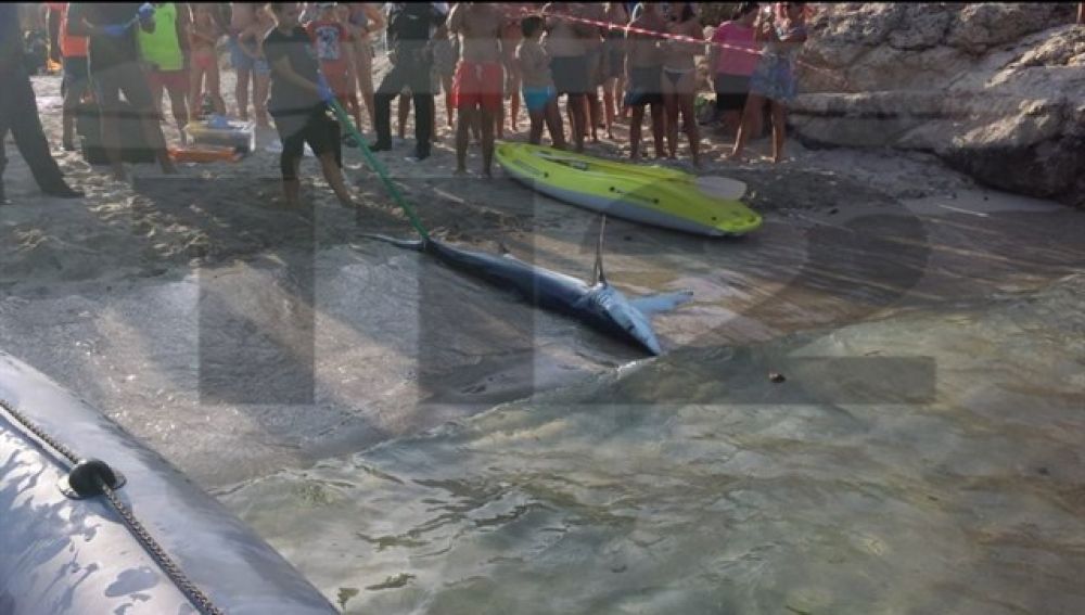 El tiburón retirado de la playa de Mallorca