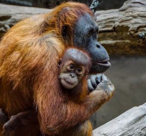 Los mejores lugares del mundo para ver orangutanes Los mejores lugares del mundo para ver orangutanes