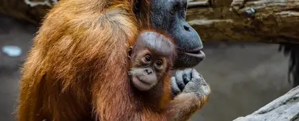 Los mejores lugares del mundo para ver orangutanes Los mejores lugares del mundo para ver orangutanes
