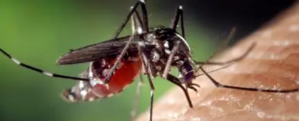 La mosca negra, una plaga que se extiende por España La mosca negra, una plaga que se extiende por España