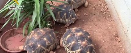 Desarticulada una organizaci&oacute;n dedicada al tr&aacute;fico de tortugas