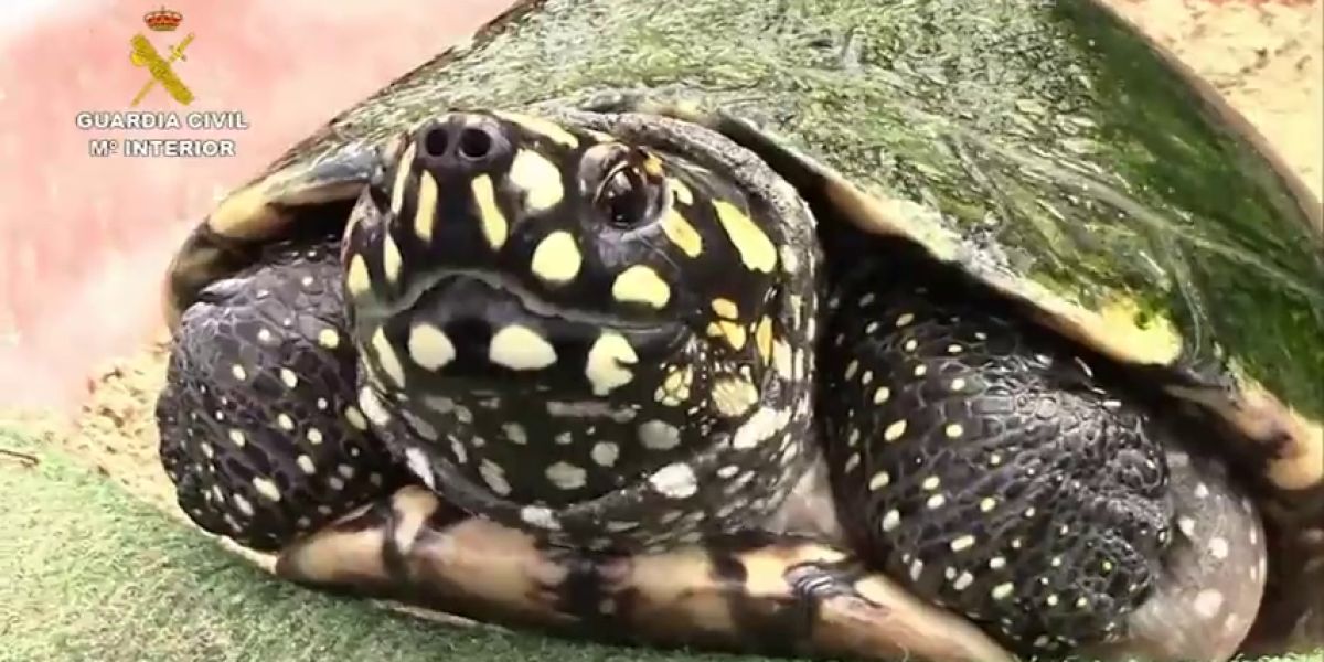 Tortuga (Archivo)
