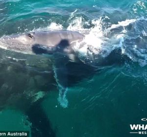Delfines defendiendo a una ballena Delfines defendiendo a una ballena