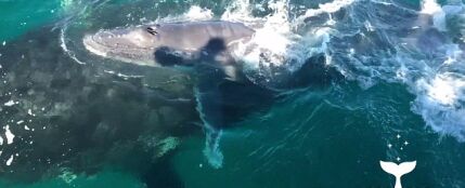 Delfines defendiendo a una ballena