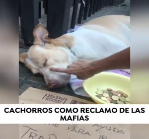 Cachorros drogados y desnutridos como reclamo de las mafias Cachorros drogados y desnutridos como reclamo de las mafias