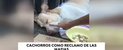 Cachorros drogados y desnutridos como reclamo de las mafias Cachorros drogados y desnutridos como reclamo de las mafias