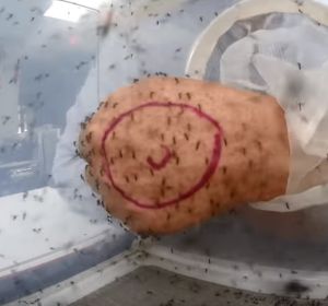 ¿Funcionan los repelentes de mosquitos? ¿Funcionan los repelentes de mosquitos?
