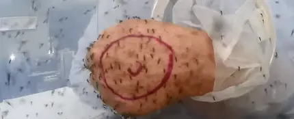 ¿Funcionan los repelentes de mosquitos? ¿Funcionan los repelentes de mosquitos?