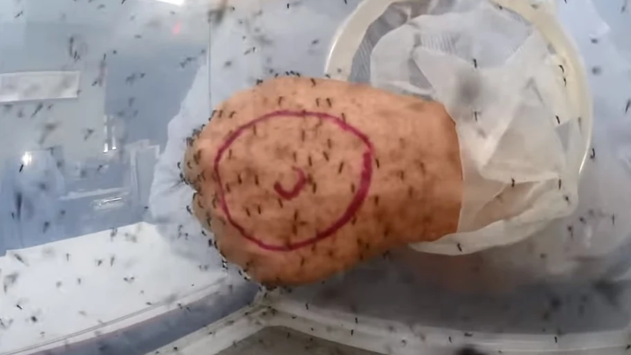 &iquest;Funcionan los repelentes de mosquitos?