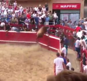 Un novillo salta las vallas en la plaza de Villafranca y se da a la fuga por el pueblo Un novillo salta las vallas en la plaza de Villafranca y se da a la fuga por el pueblo